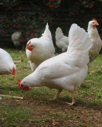 Galline livornesi