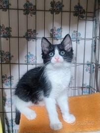 Dolcissimi gattini in adozione