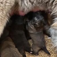 Cuccioli di Pastore del Caucaso