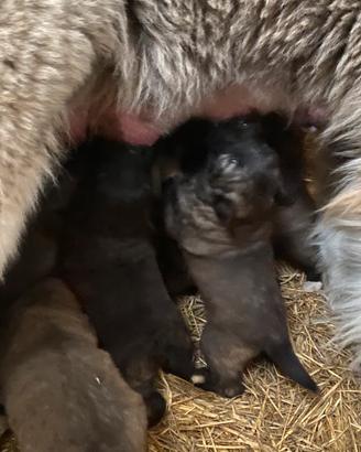 Cuccioli di Pastore del Caucaso