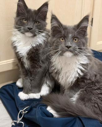 Femmine Maine Coon WCF