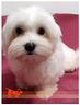 cuccioli-di-maltese