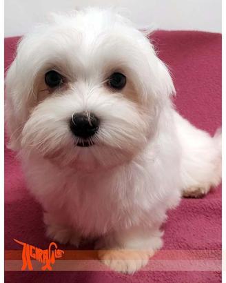 Cuccioli di MALTESE