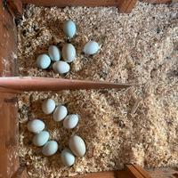 Araucana e anatre corritrici