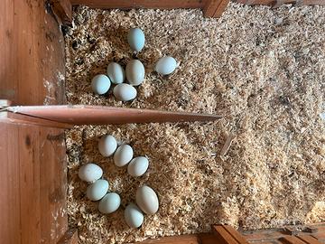 Araucana e anatre corritrici