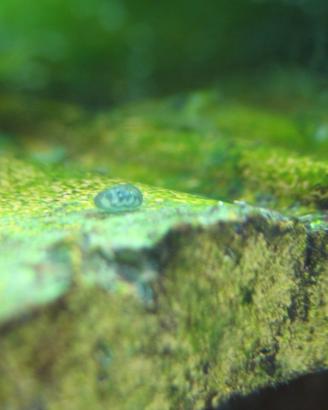 Ostracodi "tigrati"