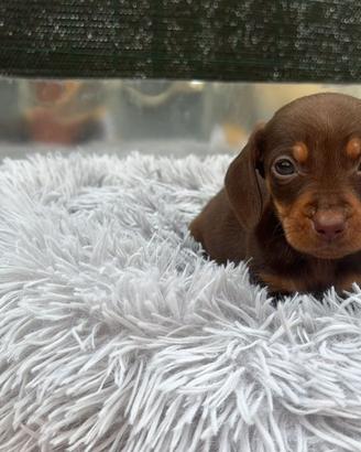 Bassotto kaninchen cioccolato e nero