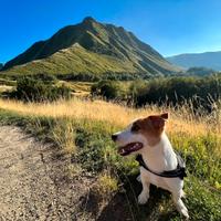 Jack russell terrier per monta con pedigree