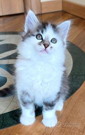 Gattino maschio