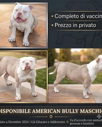 American bully