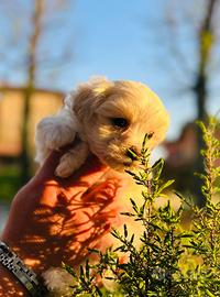 Cuccioli bichon frise