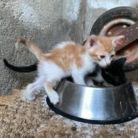 Gattini
