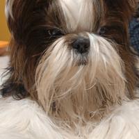 Cuccioli shih-tzu