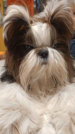 Cuccioli shih-tzu