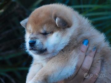 Stupendo cucciolo Shiba
