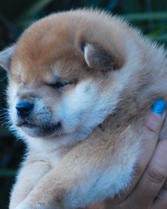Stupendo cucciolo Shiba