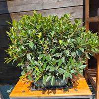 bonsai ficus retusa