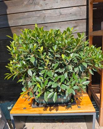bonsai ficus retusa