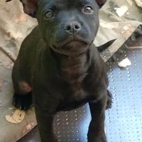 Staffordshire bull terrier