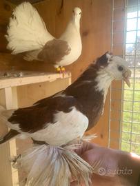 Piccione/colomba allevata a mano