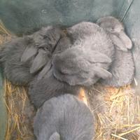 Coniglietti nani ariete blu di vienna puri