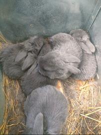 Coniglietti nani ariete blu di vienna puri