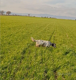 Setter inglese maschio