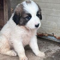 Cuccioli simil maremmano