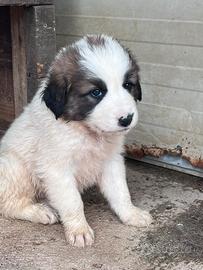 Cuccioli simil maremmano