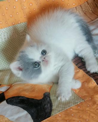 Cuccioli di razza exotic shorthair alta qualità