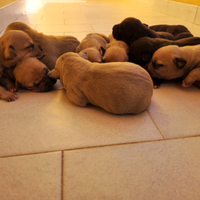 Cuccioli di pitbull