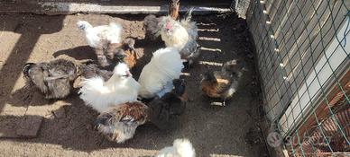 Galline ornamentali Phoenix