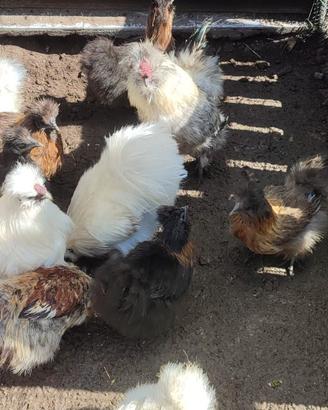 Galline ornamentali Phoenix