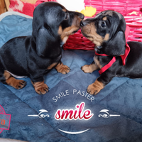 Cuccioli di bassotto con pedigree