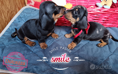 Cuccioli di bassotto con pedigree