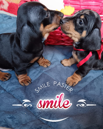 Cuccioli di bassotto con pedigree