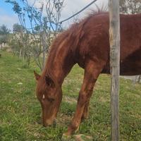 Puledra 9 mesi . madre appendix padre pait