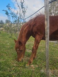 Puledra 9 mesi . madre appendix padre pait