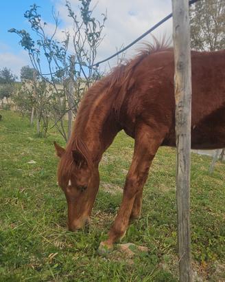 Puledra 9 mesi . madre appendix padre pait