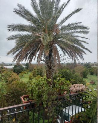 Palma di 7 metri