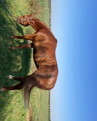 Cavallo