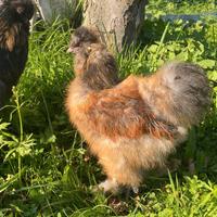 Gallo Moroseta perniciato oro