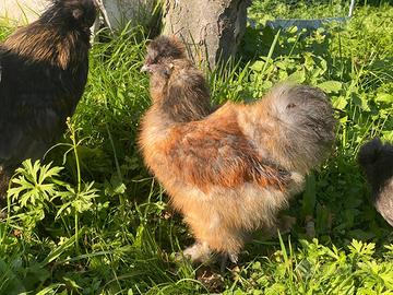 Gallo Moroseta perniciato oro