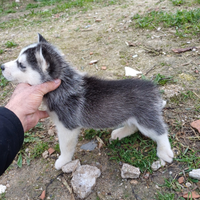 Cucciolo di siberian husky