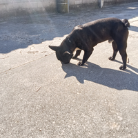 Maschietto bulldog francese