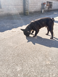 Maschietto bulldog francese