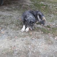 Cagnolini incrocio cane pastore