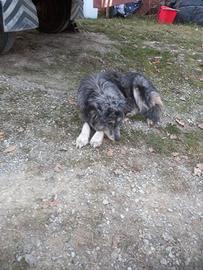 Cagnolini incrocio cane pastore