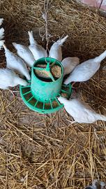 Galline ovaiole