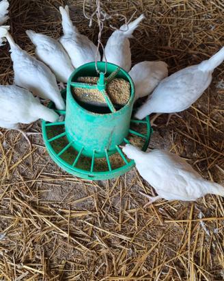 Galline ovaiole